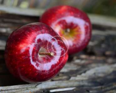 The World’s Harvest Practices